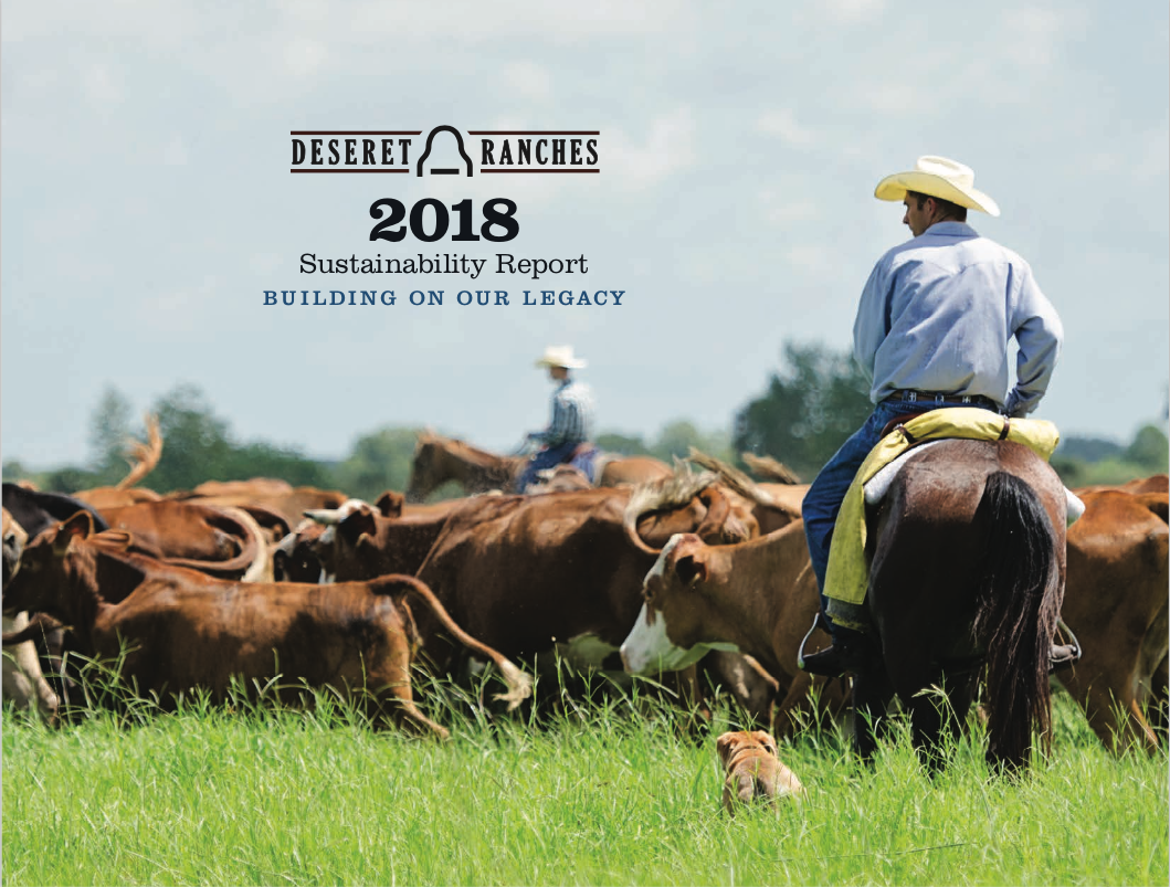 Deseret Ranches Of Florida Cattle Deseret Ranches Of Florida Cattle