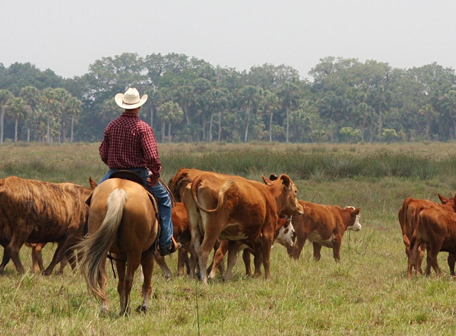 Deseret Ranches Of Florida Deseret Ranch Saint Cloud SGEIZ Deseret Ranches Of Florida Deseret Ranch Saint Cloud SGEIZ