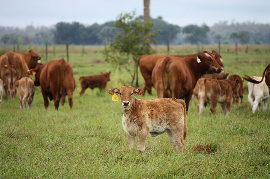 Deseret Ranches Of Florida Ranching Business Deseret Ranches Of Florida Ranching Business