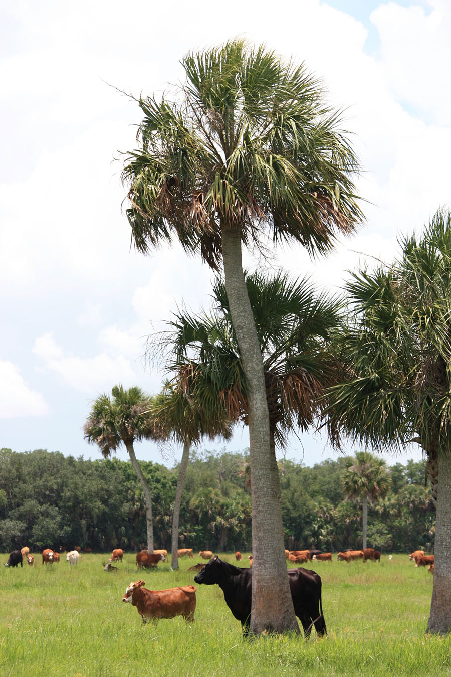 Deseret Ranches Of Florida Cattle